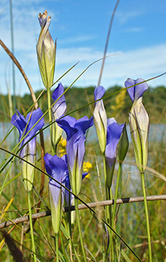 Lesser Fringed gentian