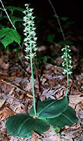 Lesser Roundleaved orchid