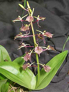 Large Twayblade