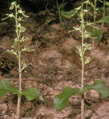 Broad-lipped Twayblade