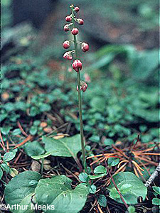 Liverleaf Wintergreen