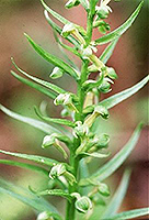 Longbract frog orchid