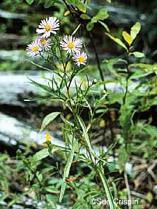 Long-leaved Aster