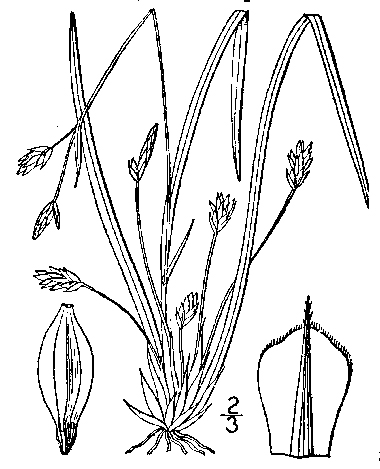 Plant drawing