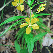 Lowland Yellow Loosestrife