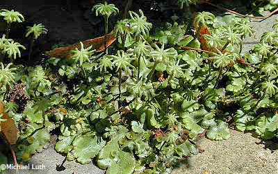 Marchantia polymorpha