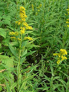 Missouri Goldenrod
