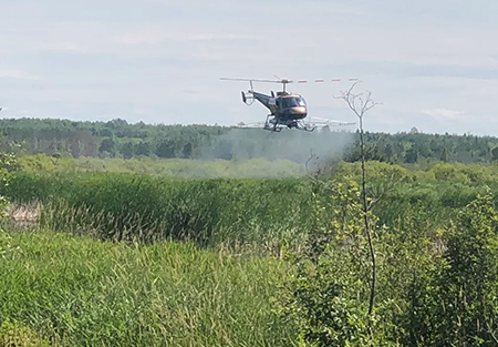 DNR helicopter spraying cattail