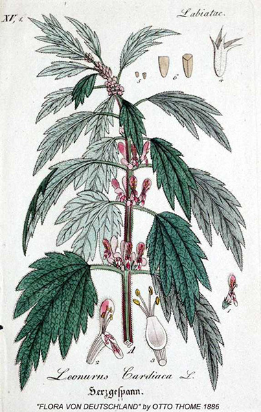 illustration