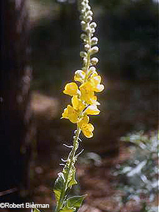 Moth Mullein