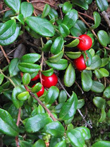 Mountain Cranberry