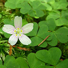 Mountain Wood Sorrel