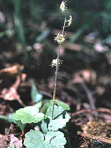Naked Miterwort