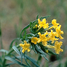 Narrowleaf Stoneseed
