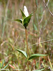 Narrow leaf Gentian