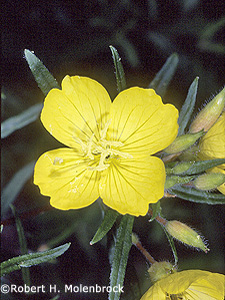 Narrowleaf Evening Primrose