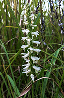 Nodding Ladies Tresses