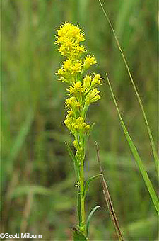 Northern Bog Goldenrod