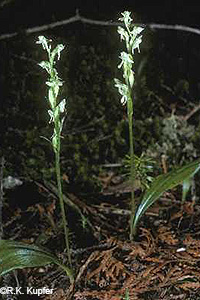 Small Northern Bog Orchid