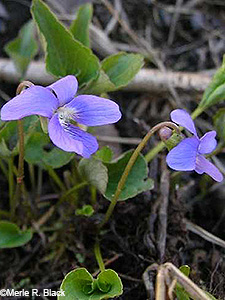 Northern Bog Violet