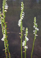 Northern Slender Lady's tresses