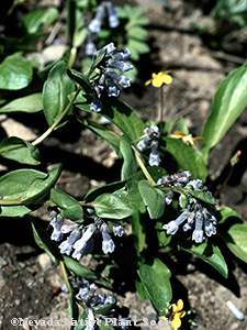 Oblongleaf Bluebells