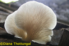 Oyster Mushroom