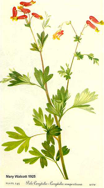 Pale Corydalis Botanical Illustration