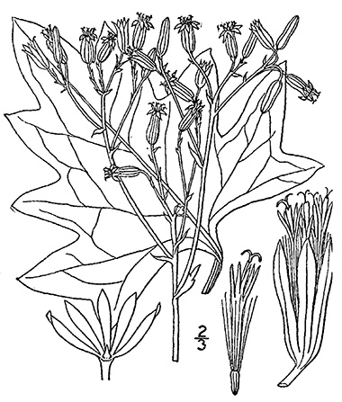 drawing pale indian plantain