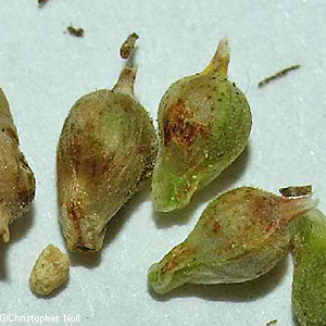 seeds