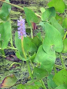 Pickerel Weed