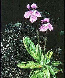 Butterwort