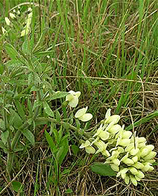 Plains Wild Indigo
