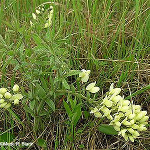 Plains Wild Indigo