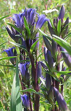 Pleated Gentian