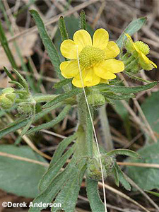 Prairie Buttercup