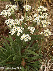 Prairie Goldenrod
