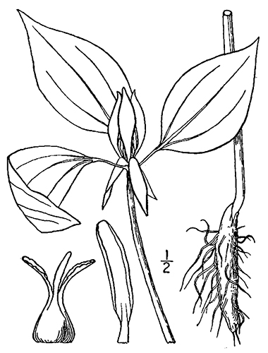 drawing