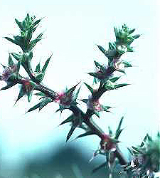 Prickly Russian Thistle