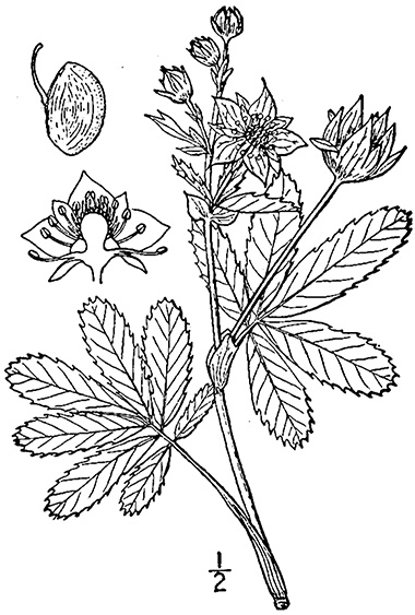 drawing
