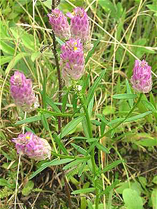 Purple Milkwort 