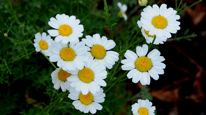 Pyrethrum