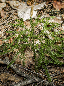 Rare Clubmoss