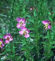 Rhexia virginica
