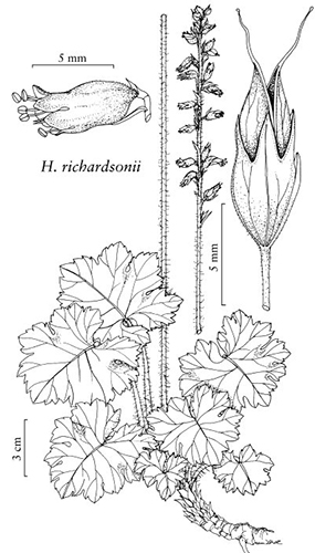 drawing