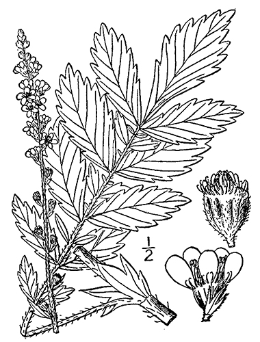 drawing