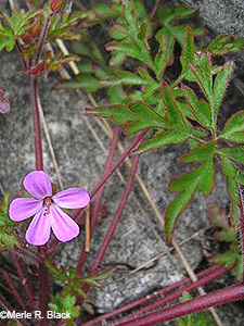 Robert's Geranium
