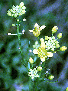 Creeping Yellowcress