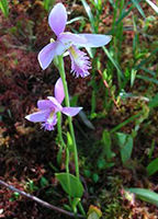 Rose Pogonia