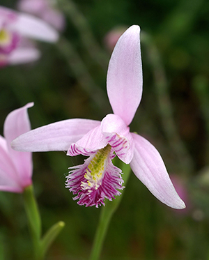 Rose Pogonia